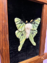 Load image into Gallery viewer, Needle Felted Art (Luna Moth Framed)