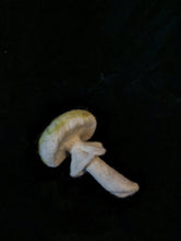 Load image into Gallery viewer, Needle Felted Mushroom