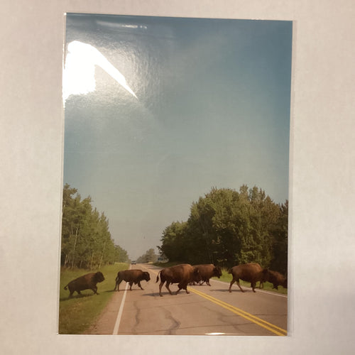 Bison Crossing Postcard