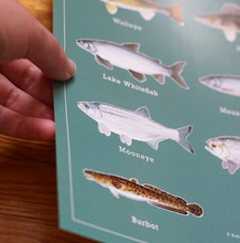Load image into Gallery viewer, Alberta Game fish poster/stickers