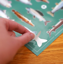 Load image into Gallery viewer, Alberta Game fish poster/stickers